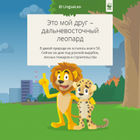 Всемирный фонд дикой природы совместно с компанией LinguaLeo провели акцию по спасению леопардов